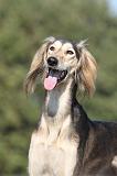 SALUKI 090